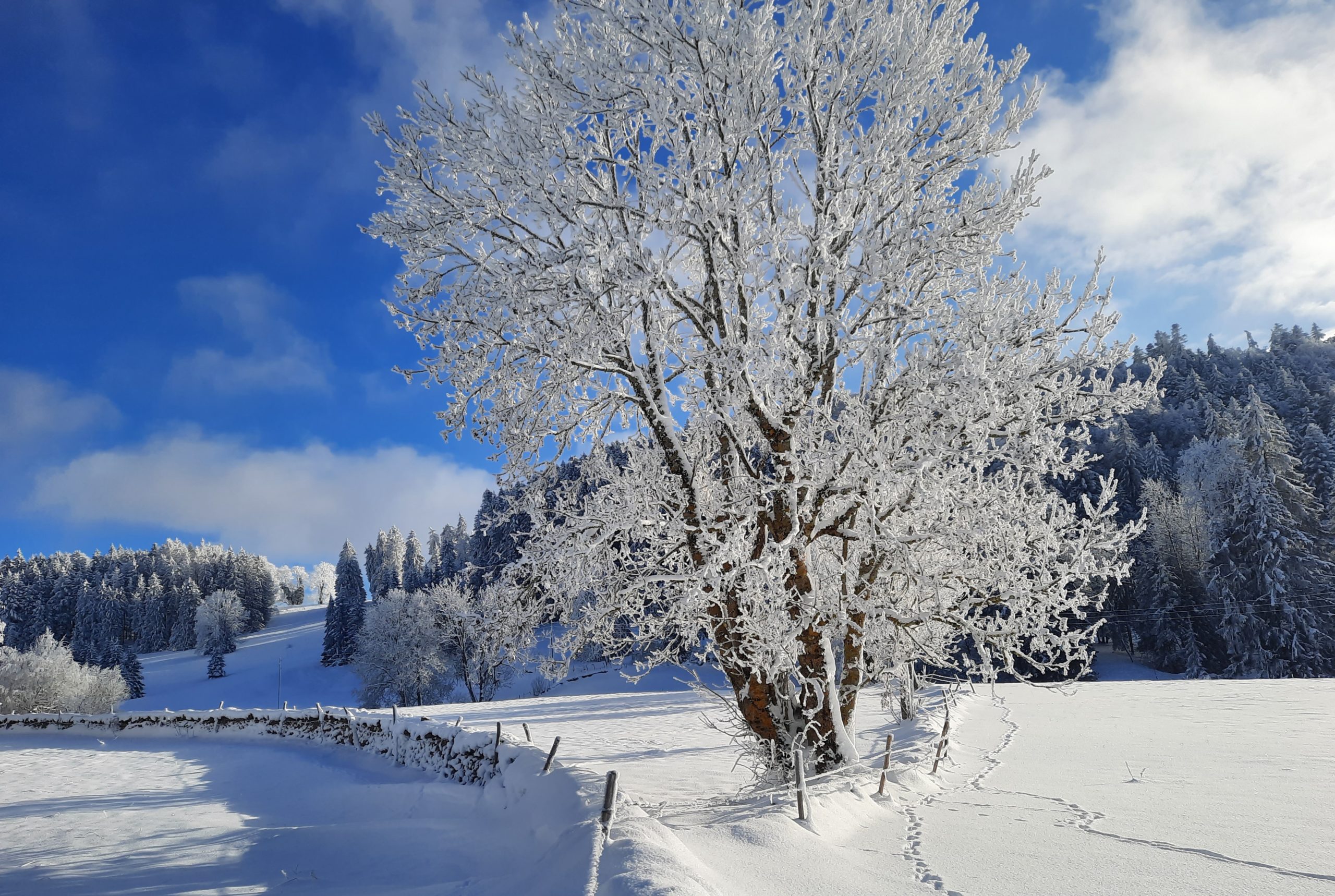 FRANCHES-MONTAGNES
