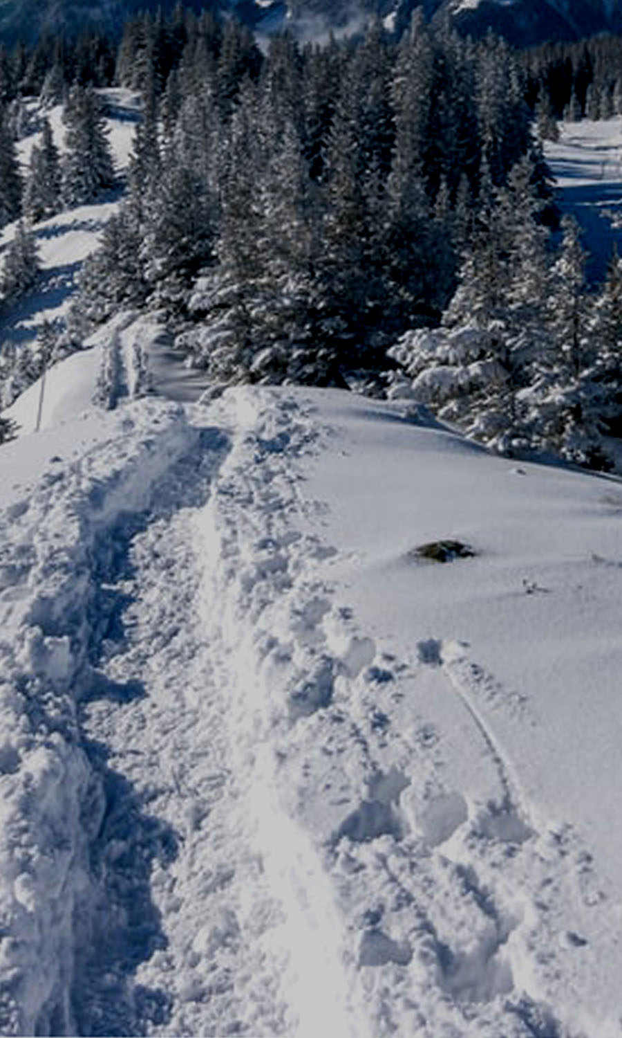 TRACES DANS LA NEIGE