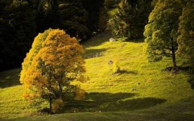 Le Parc Naturel du Diemtigtal